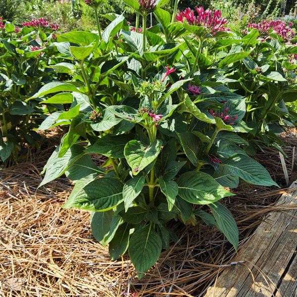 Pentas lanceolata Sunstar® 'Red II' Image
