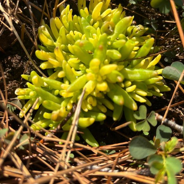 Delosperma hybrid Rock Crystal 'Yellow' Image