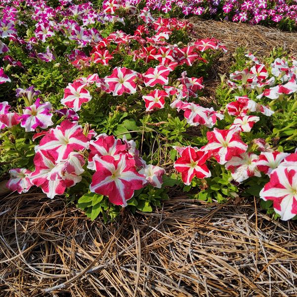Petunia 26OSI-10 F1 'Entry #3' Image