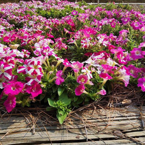Petunia 26OSI-10 C1 Success HD 'Rose Star' Image
