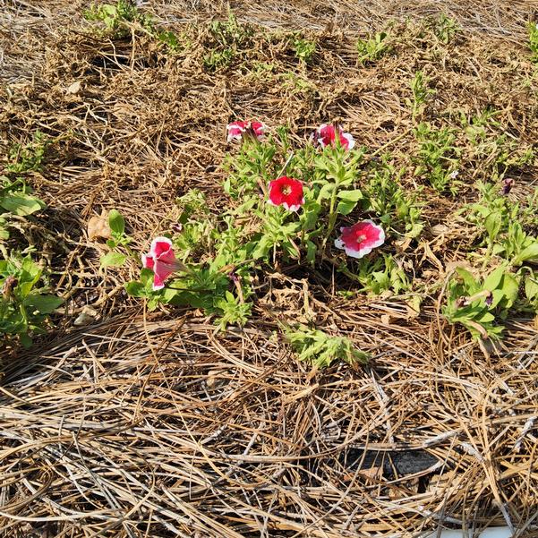 Petunia 26OSI-10 C2 F1 Limbo 'GP Red Picotee' Image