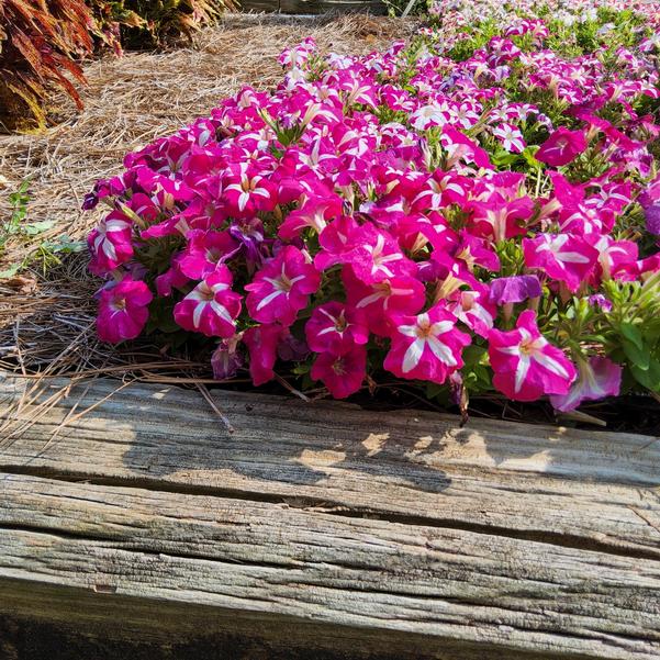Petunia 26OSI-11 F1 'Entry #4' Image