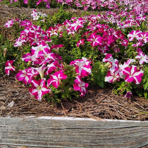 Petunia 26OSI-11 C1 Boom HD 'Rose Star' Image