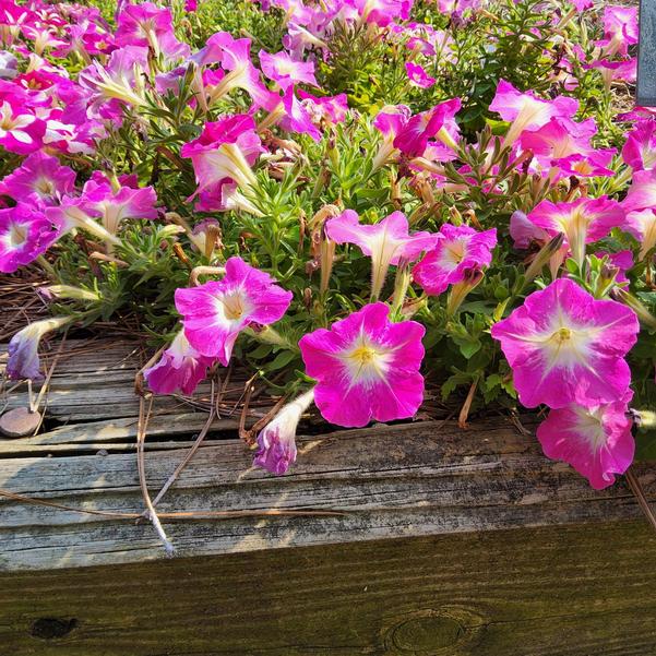 Petunia 26OSI-11 C2 Mambo 'GP Rose Morn' Image