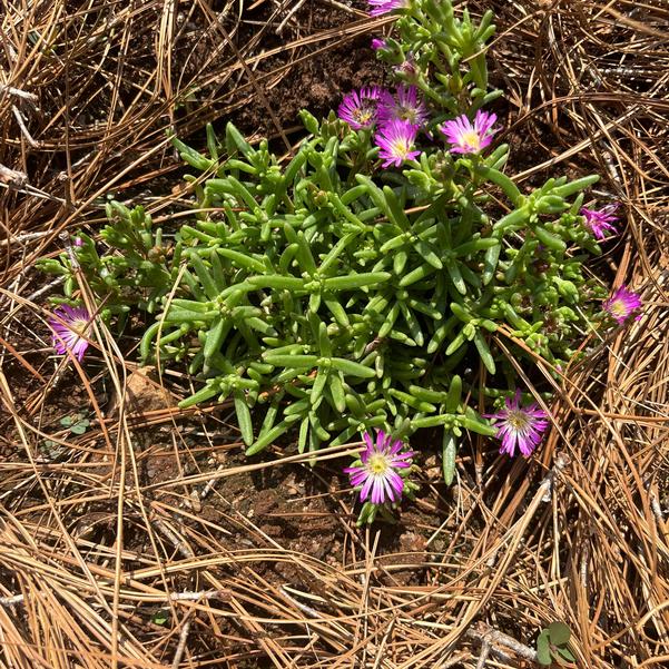 Delosperma hybrid Solstice 'Purple' Image