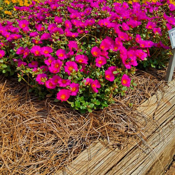 Portulaca Pazzaz Nano™ 'Purple' Image