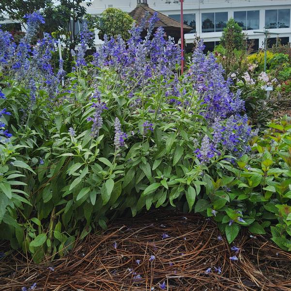 Salvia Mystical 'Blue' Image