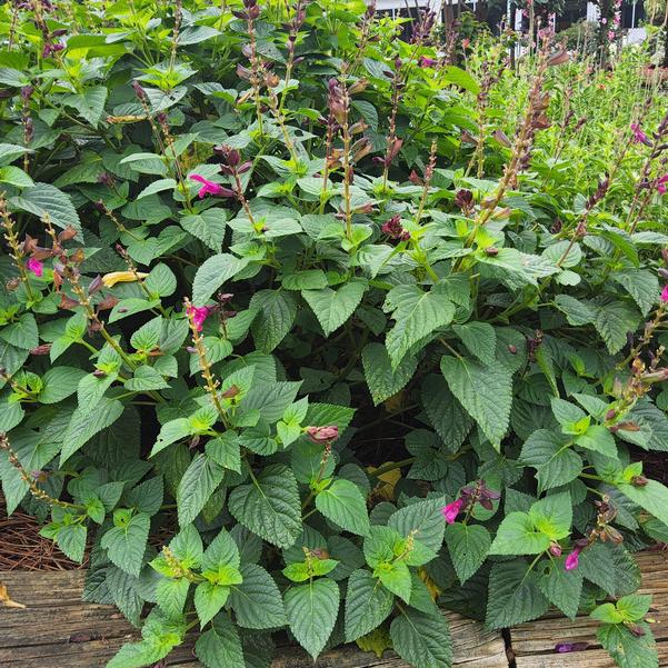 Salvia Rockin'® 'Fuchsia' Image