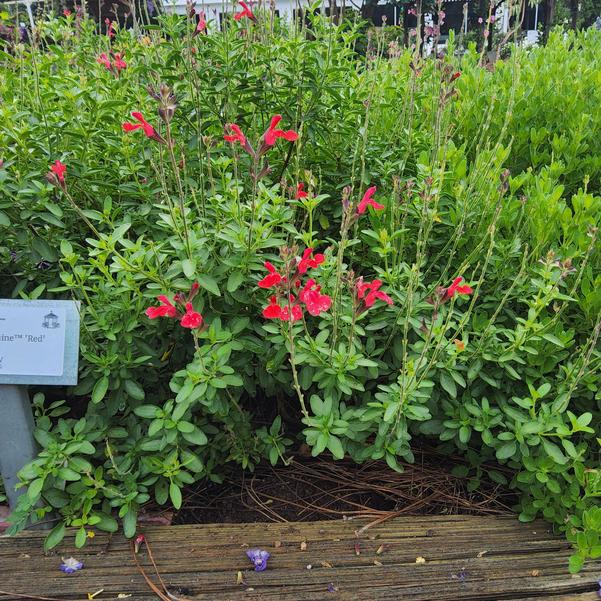 Salvia OutShine™ 'Red' Image