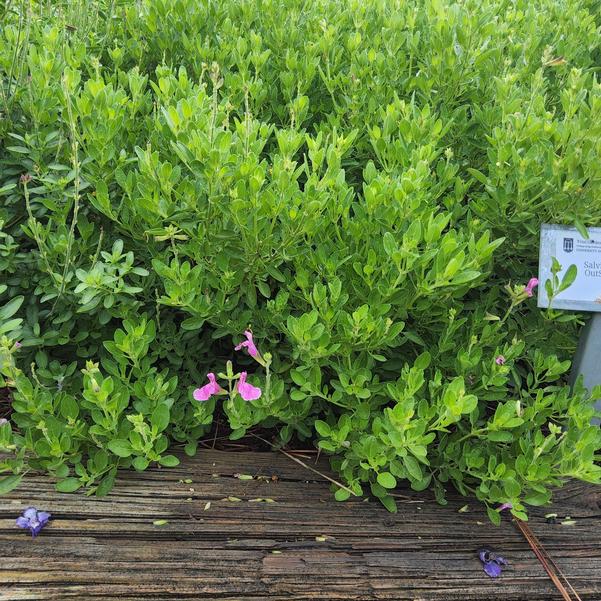 Salvia greggii hybrid OutShine™ 'Orchid' Image