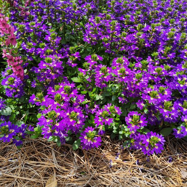 Scaevola Blazen™ 'Blue' Image