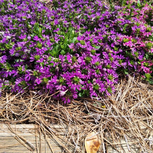 Scaevola Surdiva® 'Purple Improved' Image