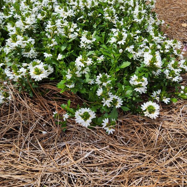 Scaevola Blazen™ 'White' Image