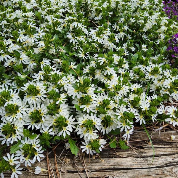 Scaevola Surdiva® 'White' Image