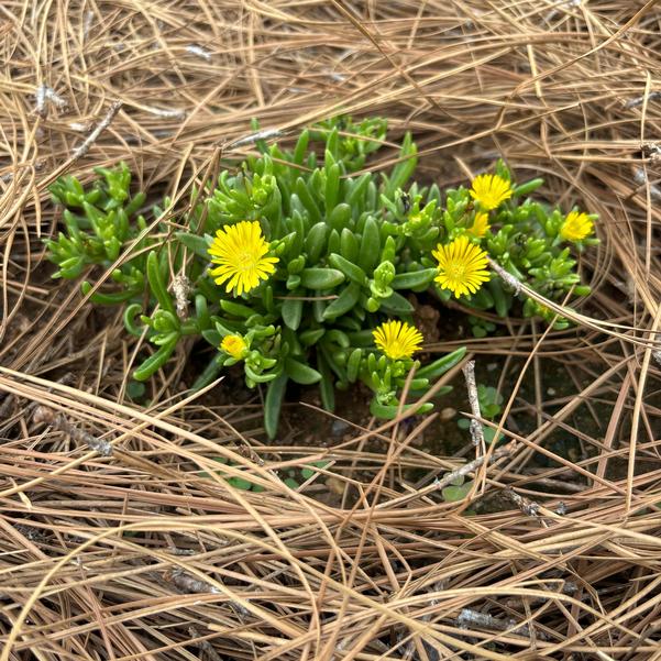 Delosperma hybrid Solstice 'Yellow' Image