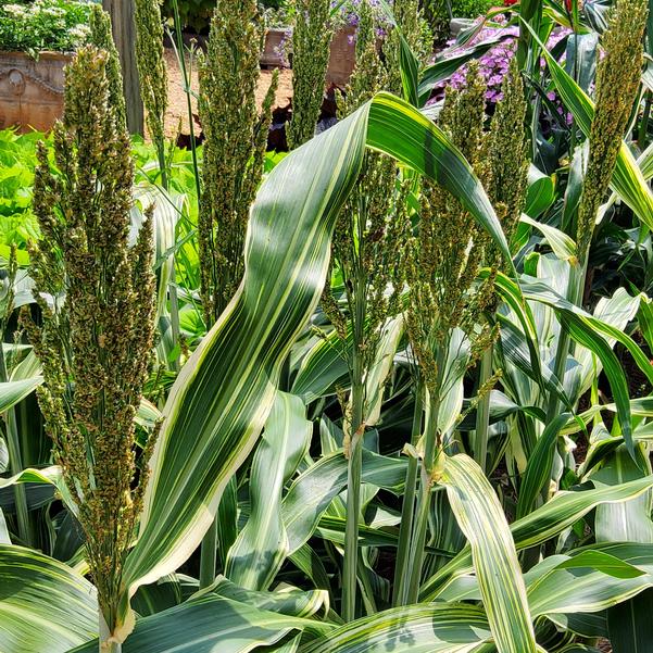 Sorghum 26OSI-02 F1 Image