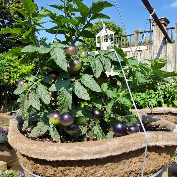 Tomato 'Akoya' Image