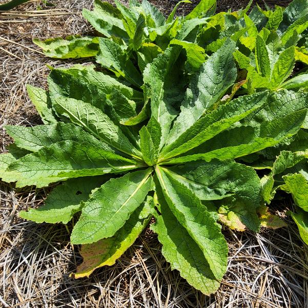 Verbascum 'B08SB545' Image