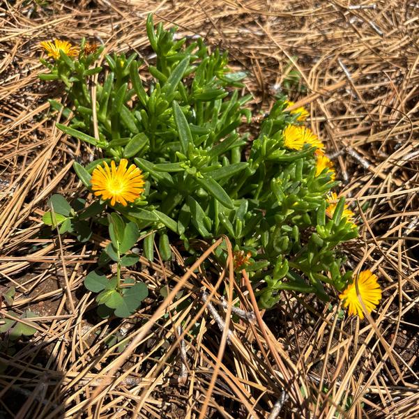 Delosperma hybrid Solstice 'Orange' Image