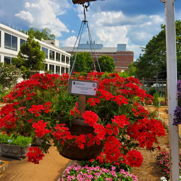 Verbena EnduraScape™ 'Hot Coral' Image