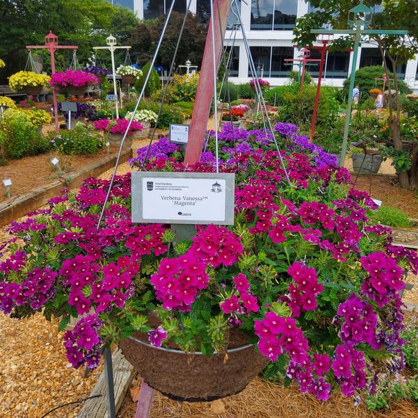Verbena Vanessa™ 'Magenta' Image