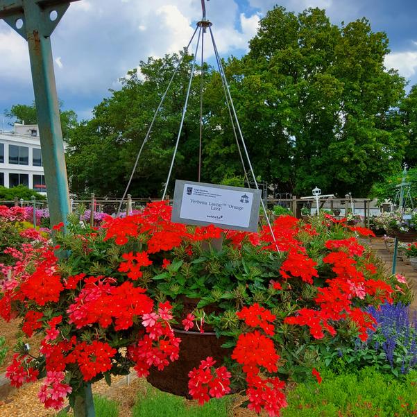 Verbena Lascar™ 'Orange Lava' Image