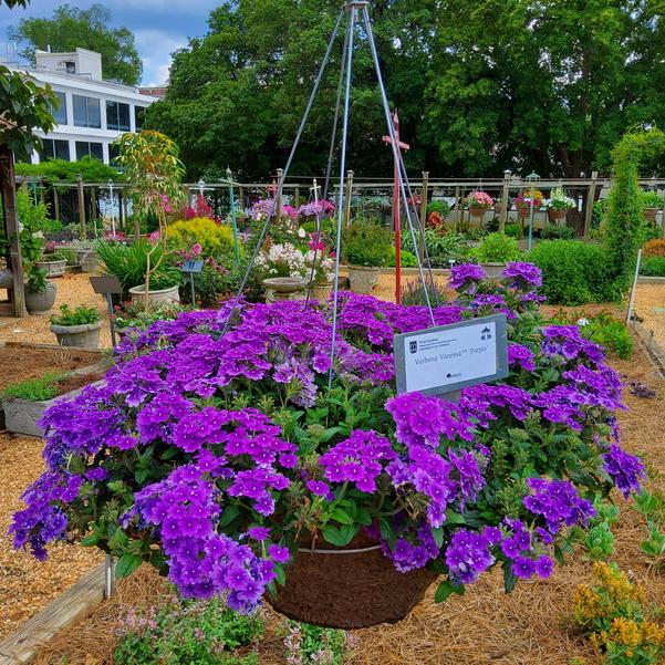 Verbena Vanessa™ 'Purple' Image