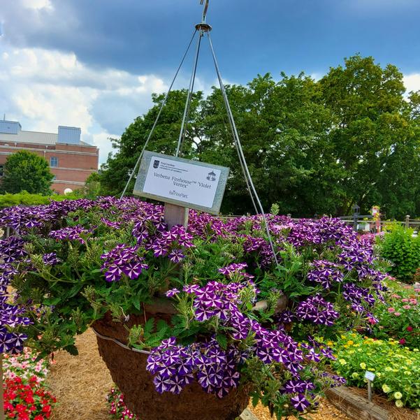 Verbena Firehouse™ 'Violet Vortex' Image