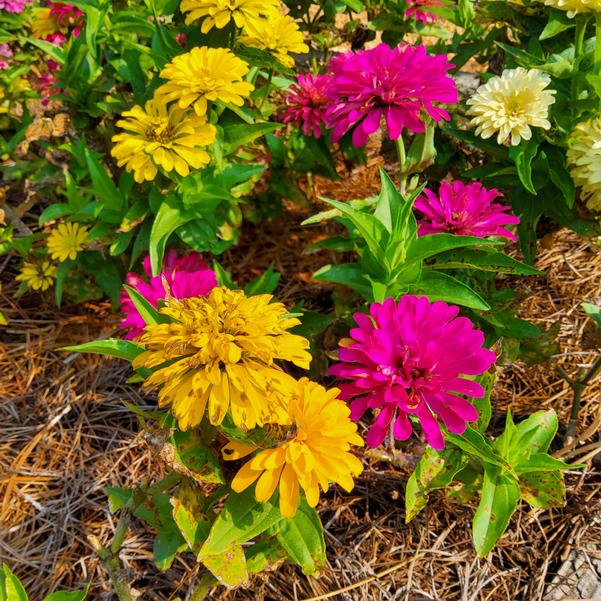 Zinnia Elegant™ 'Full Mixture' Image