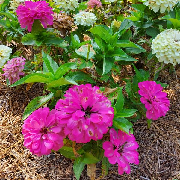 Zinnia Elegant™ 'Soft Mixture' Image