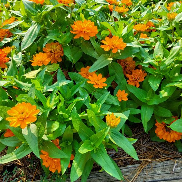 Zinnia marylandica Zydeco™ 'Gold' Image