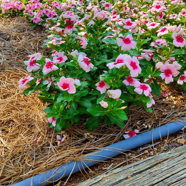 Catharanthus roseus Nirvana&reg; XDR 'Blush Splash' Image
