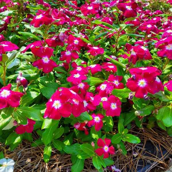 Catharanthus roseus Nirvana&reg; XDR 'Cranberry Halo' Image