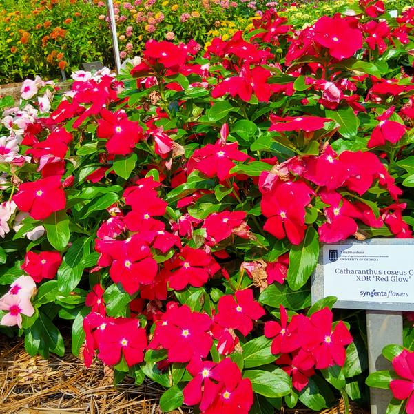 Catharanthus roseus Cora® XDR 'Red Glow' Image