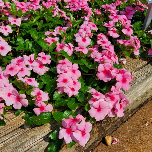 Catharanthus roseus F1 Cora&reg; 'XDR Deep Strawberry' Image