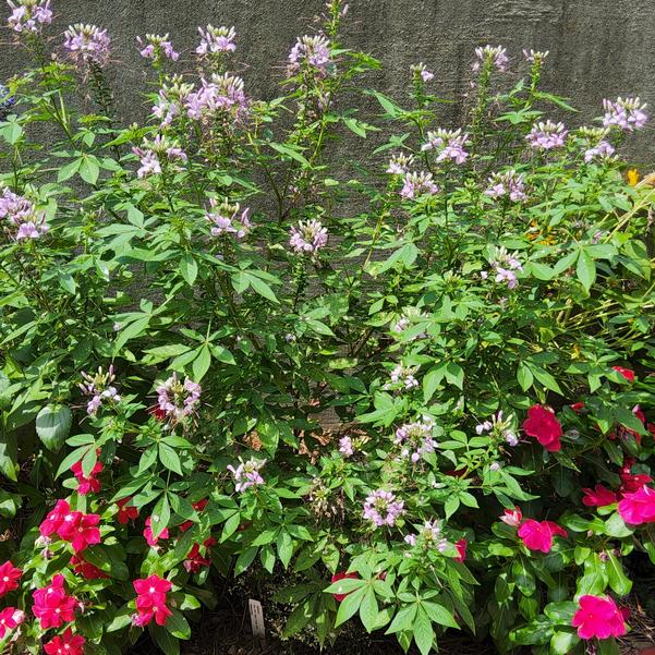 Cleome hybrid 'Señorita Rosalita®' Image