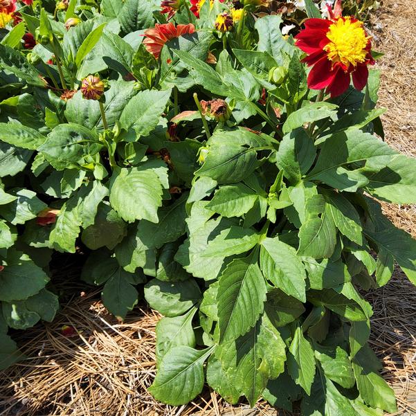 Dahlia Venti™ 'FireBurst' Image
