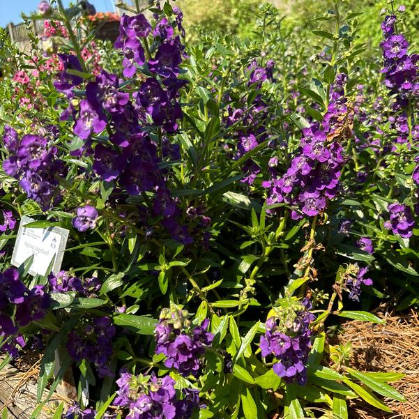 Angelonia Angelface® 'Blue' Image