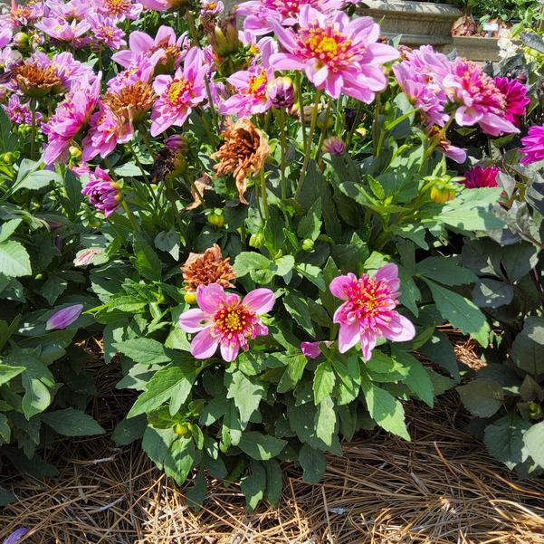 Dahlia Venti™ 'PinkBurst' Image
