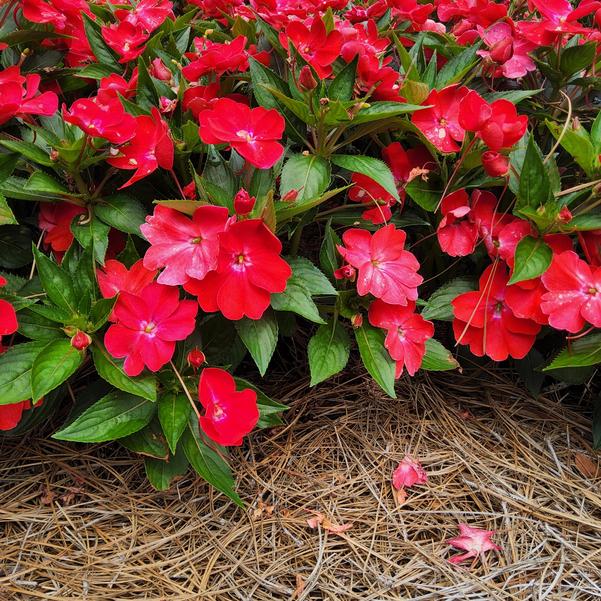 Impatiens Sol Luna 'Prime Red' Image