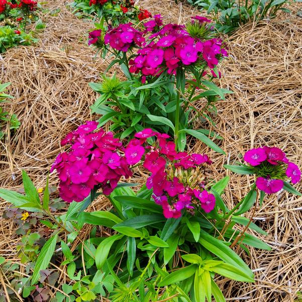 Dianthus Dart™ 'Purple' Image