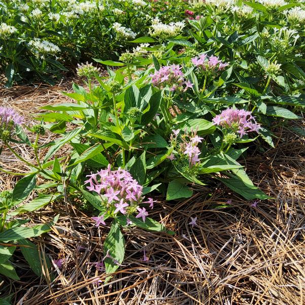 Pentas lanceolata Beehive™ 'Lilac' Image