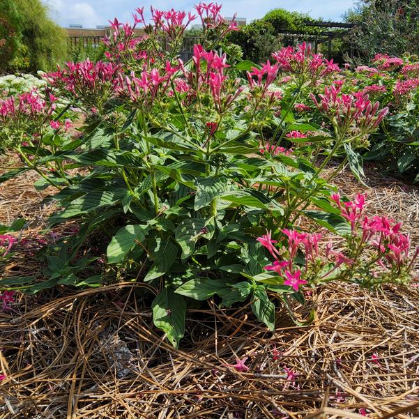 Pentas lanceolata Beehive™ 'Lipstick' Image