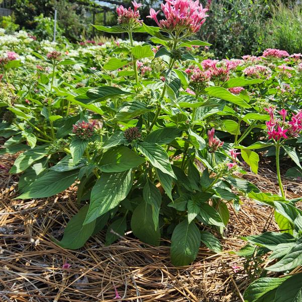 Pentas lanceolata Beehive™ 'Pink Bicolor' Image