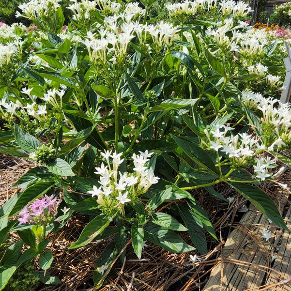 Pentas lanceolata Beehive™ 'White' Image