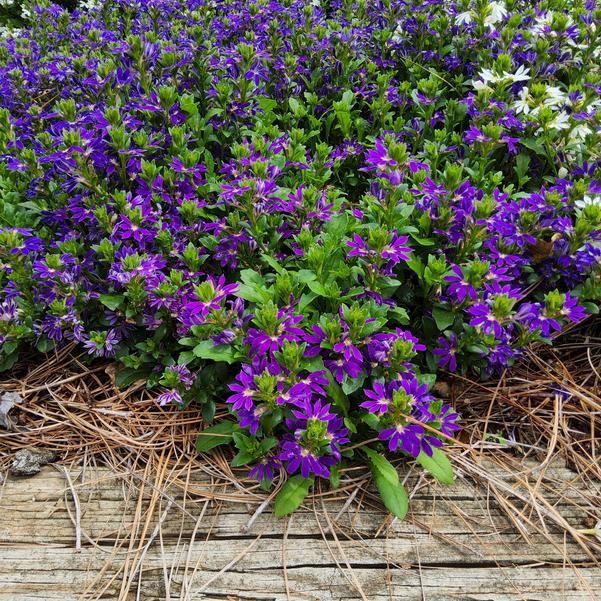 Scaevola Surdiva 'Blue Violet Improved' Image