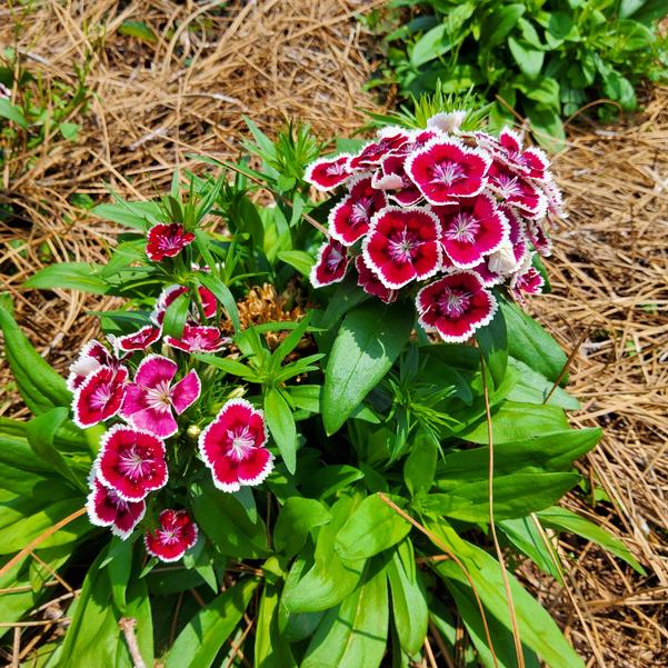 Dianthus Dart™ 'Red White Picotee' Image