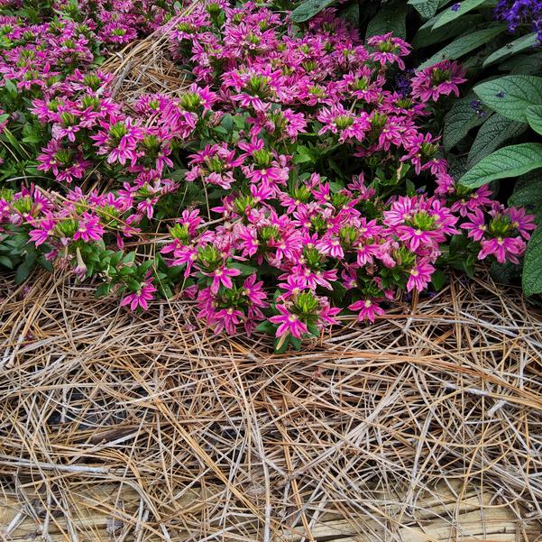 Scaevola Surdiva 'Fashion Pink Improved' Image