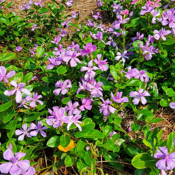 Vinca Soiree 'Double Orchid Improved' Image