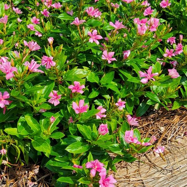 Vinca Soiree 'Double Pink Improved' Image